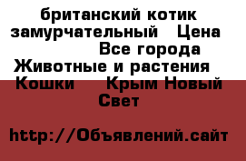 британский котик замурчательный › Цена ­ 12 000 - Все города Животные и растения » Кошки   . Крым,Новый Свет